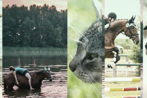 Permalink to:Tiershooting & Turnierfotografie